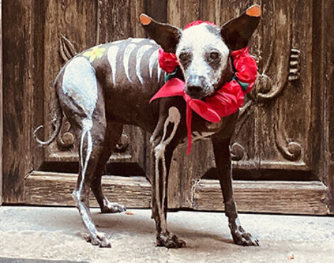 Xoloitzcuintle: The Soulful Guardian of Mexico