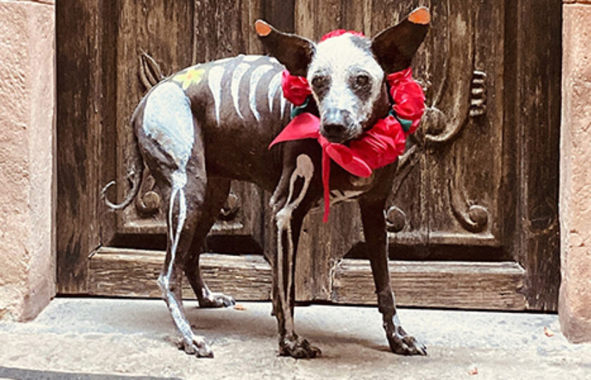 Xoloitzcuintle: The Soulful Guardian of Mexico