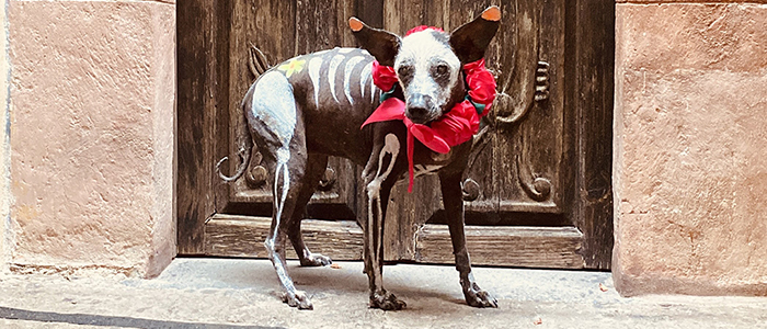 Xoloitzcuintle: The Soulful Guardian of Mexico